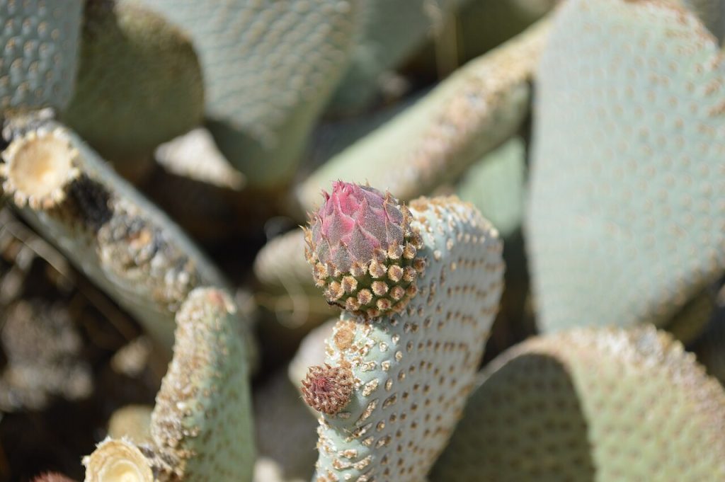 millions de — California Desert Landscape 20