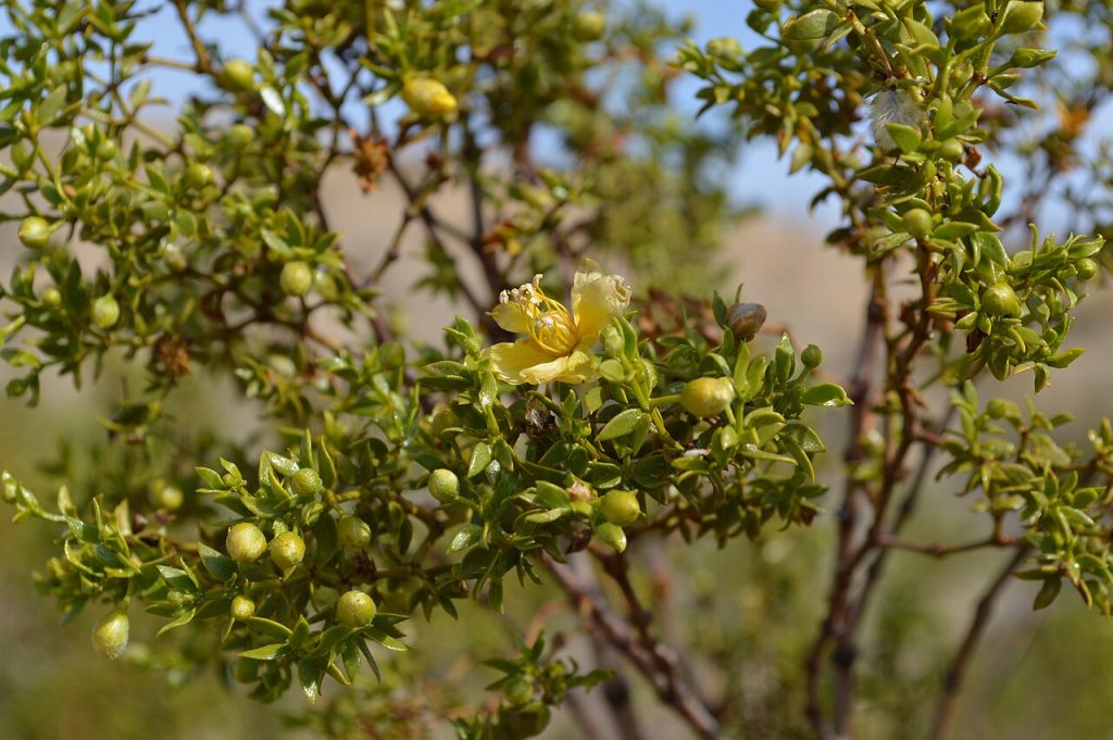 recettes touristiques — California Desert Landscape 05