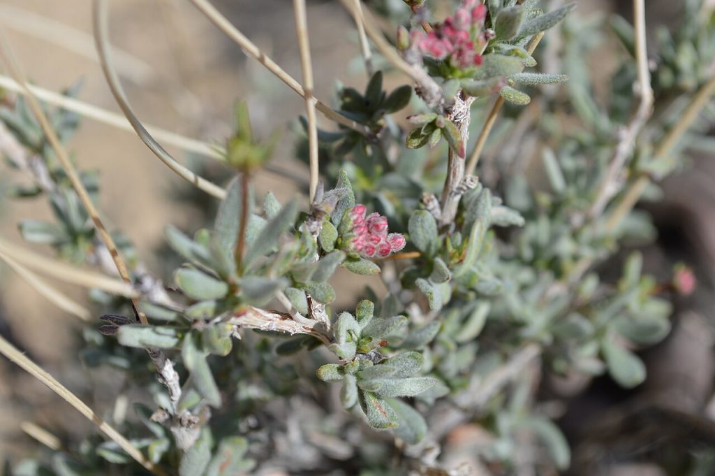 region de — California Desert Landscape 31