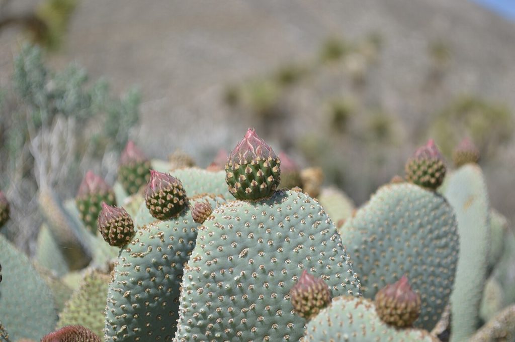 sahara occidental — California Desert Landscape 19