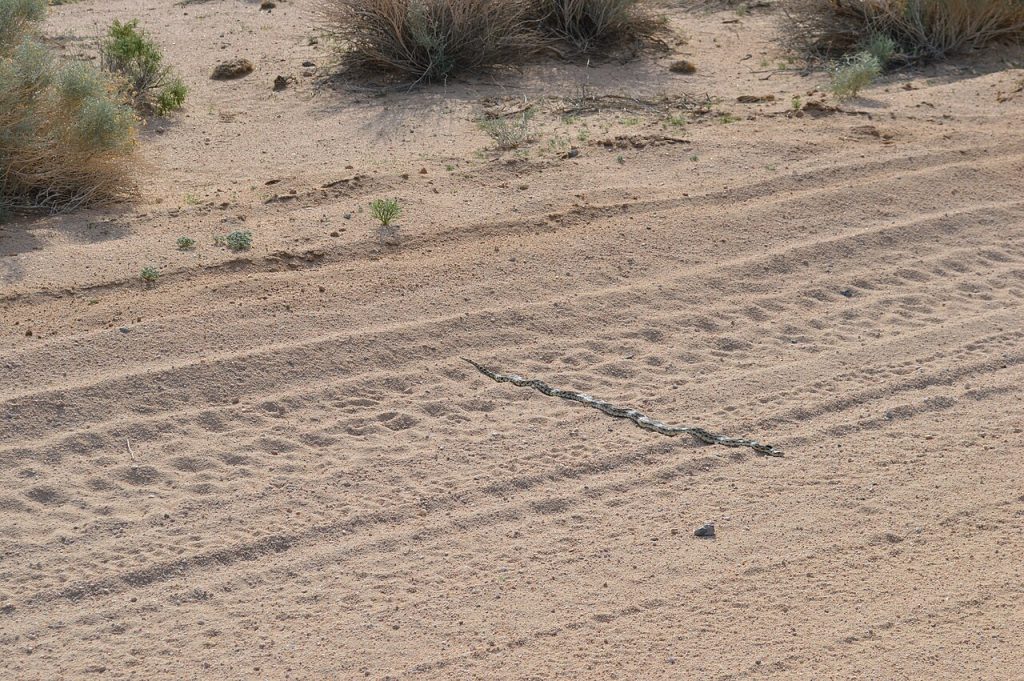 Tourisme Maroc — California Desert Landscape 12