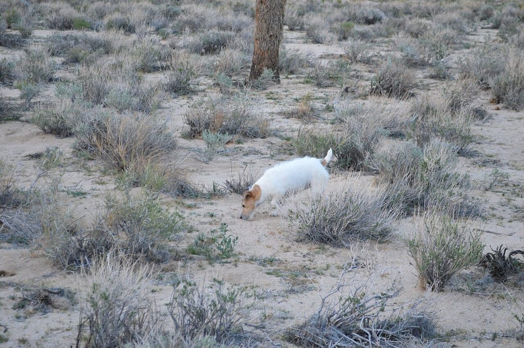 voyageurs solitaires — California Desert Landscape 10